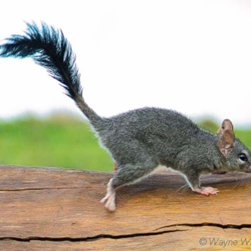 Picture of rare brush tailed animal