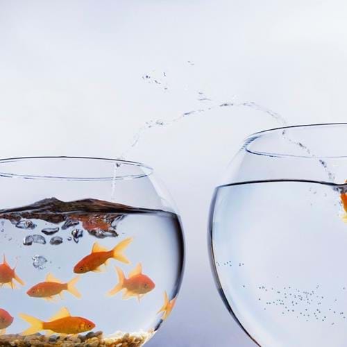 Image of two fishbowls with one goldfish leaping into the empty bowl