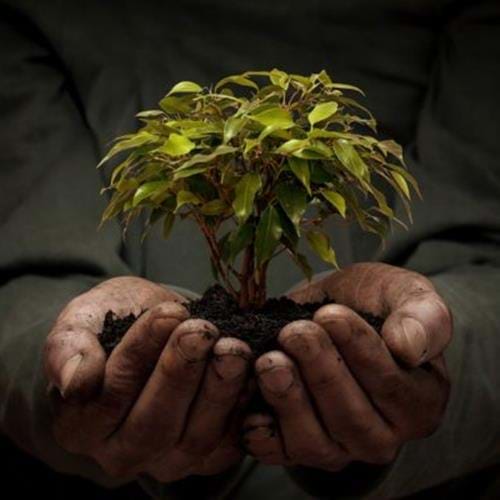 Image of man holding a plant
