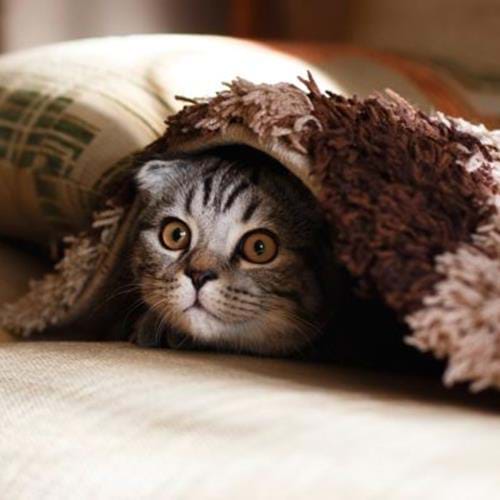 Cat peeking its head from underneath rug