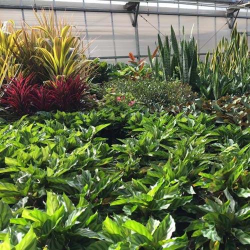 Thriving plants inside Melbourne Polytechnic's Yarra Edge Nursery